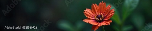 A somber, close-up shot of a wilted flower, symbolizing the fragility of life and the finality of death The image evokes a sense of loss and the passage of time , mourning, plant, color