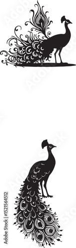 Elegant Black and White Peacock Illustration  Intricate Tail Feathers in Two Poses
