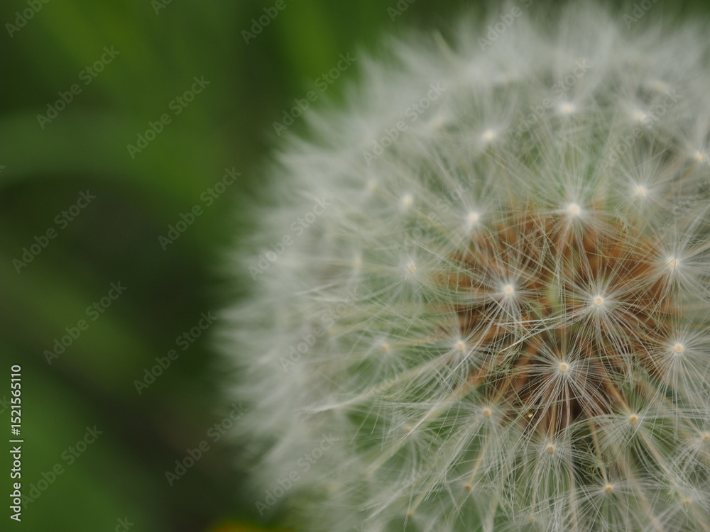 Fototapeta premium Pissenlit en fleur