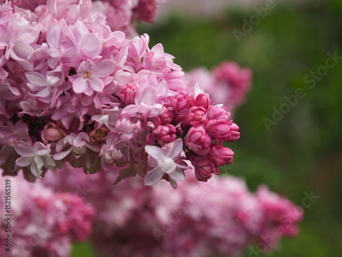 Fleurs de Lilas rose