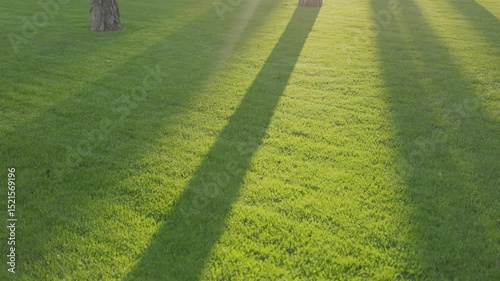 Serene Green Lawn, with Long Shadows Dancing Under the Trees in the Afternoon Light