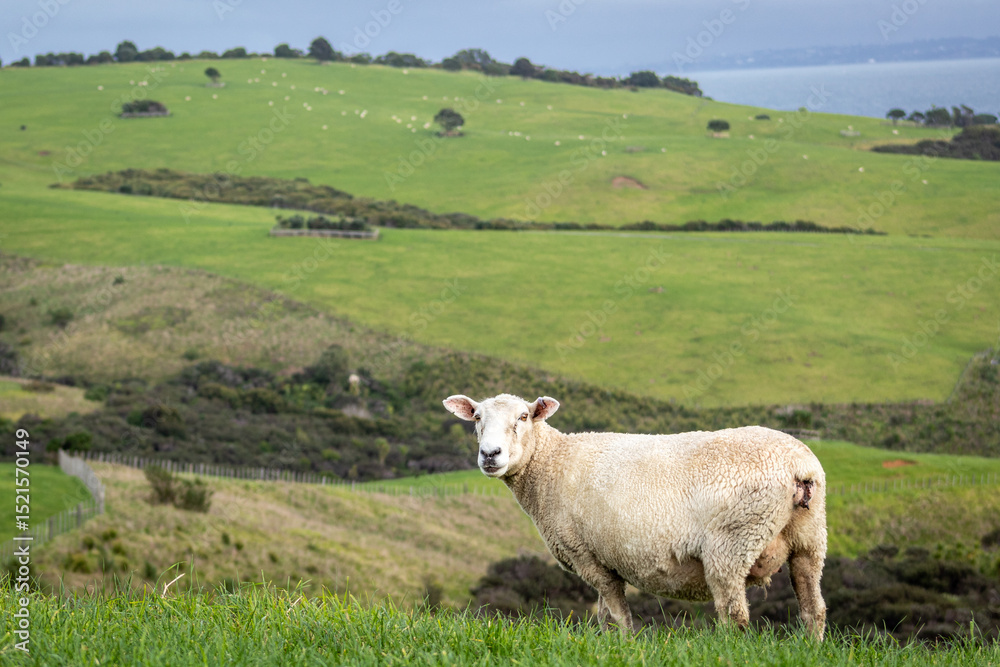 Fototapeta premium Sheep grazing Coromandel New Zealand rural farming landscape