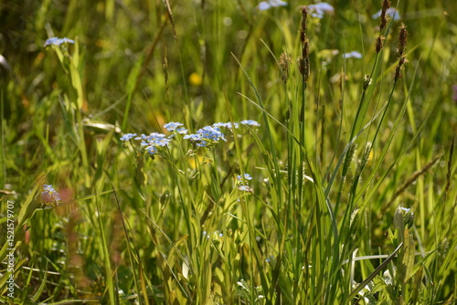 Fototapeta Naklejka Na Ścianę i Meble -  forget me not flowers