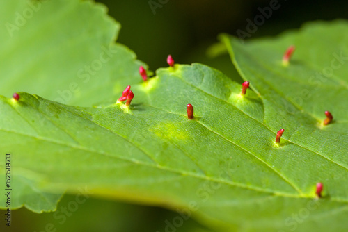 close-up view of a green maple leaf with upright red galls of the maple gall mite in sunlight photo