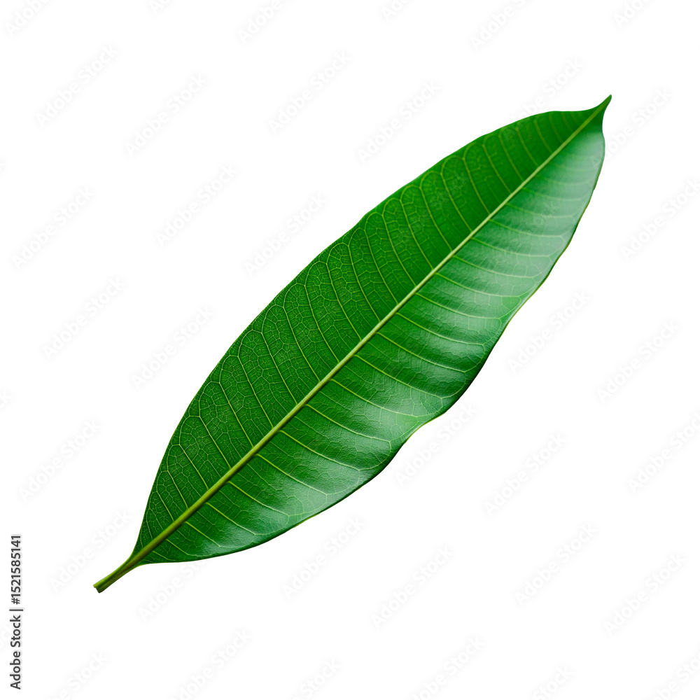 Fototapeta premium High-quality illustration of a ripe mango fruit isolated on a transparent background. Includes realistic texture and tropical color tones. Ideal for food clip art, healthy eating concepts, tropical f