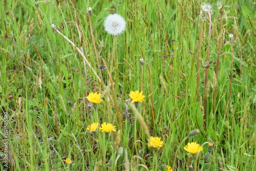 Fototapeta Naklejka Na Ścianę i Meble -  dandelions in the grass