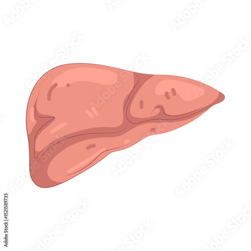 Illustration of Liver