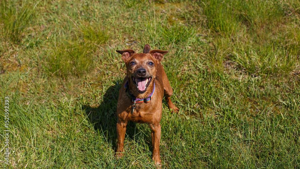 The Zwergpinscher. A funny little purebred dog in a nature park. A pet.