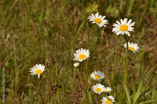 Fototapeta Naklejka Na Ścianę i Meble -  daisies in the grass