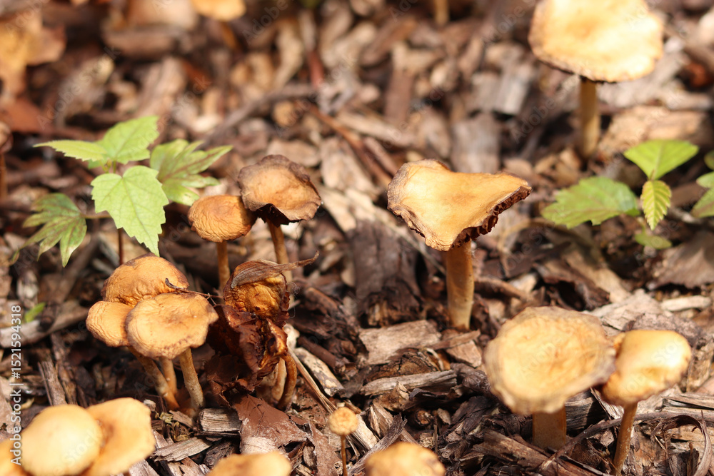 Small orange mushrooms. Selective focus mushrooms. Natural spring background. Mushrooms grow from the ground covered with crushed wood Small orange mushrooms. Selective focus mushrooms. Natural spring background. Mushrooms grow from the ground covered with crushed wood
