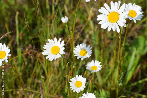 Fototapeta Naklejka Na Ścianę i Meble -  daisies in a meadow