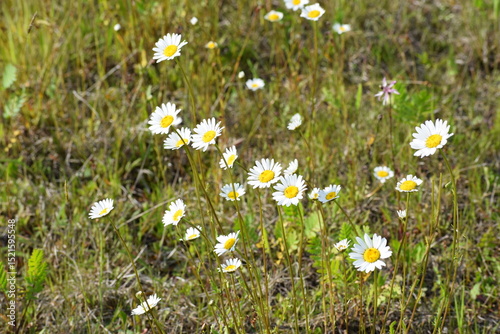 Fototapeta Naklejka Na Ścianę i Meble -  white daisies in a meadow