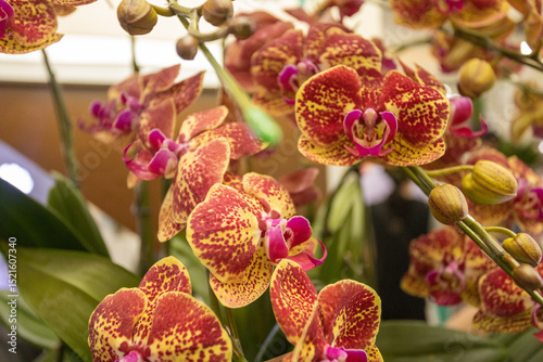 The orchid is extremely pretty