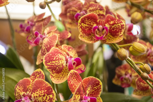 The orchid is extremely pretty
