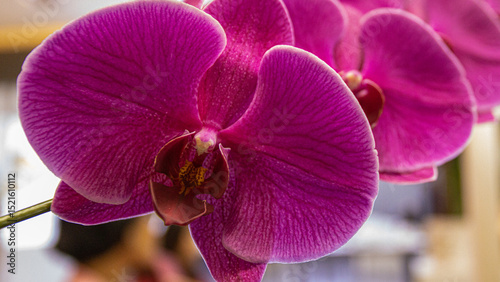 The orchid is extremely pretty