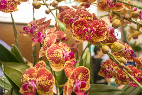 The orchid is extremely pretty