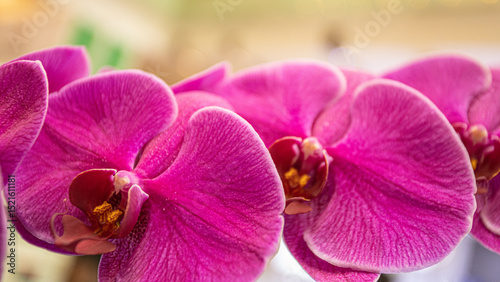 The orchid is extremely pretty