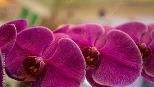 The orchid is extremely pretty