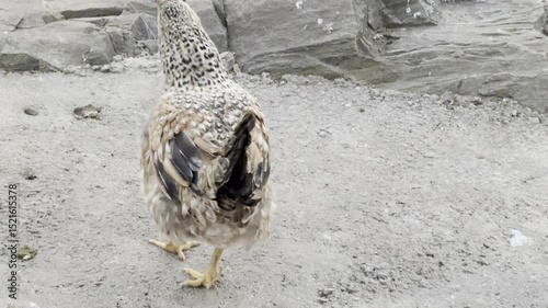 Chickens roam freely in sunlight, pecking the ground, showing natural behavior, farmyard setting, feathers lit by natural light.