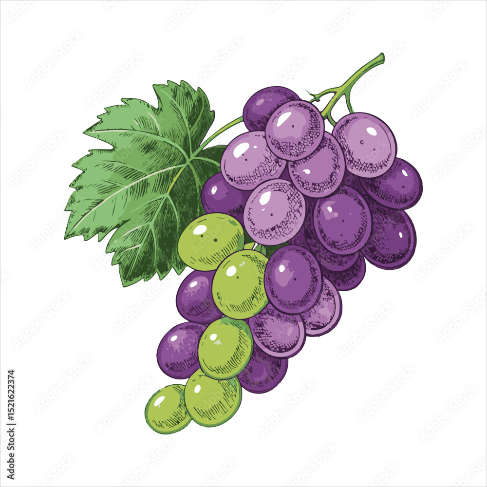 Fototapeta premium Grapes-vector