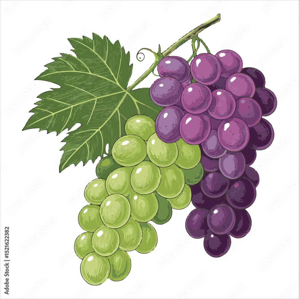 Fototapeta premium Grapes-vector