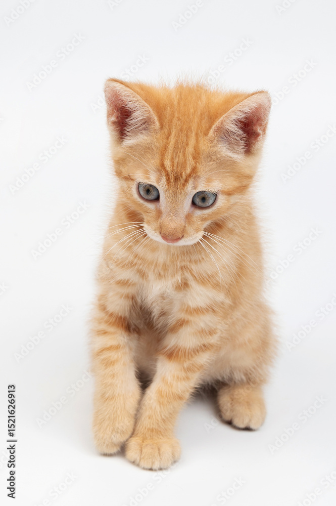 Obraz premium Cute red little kitty