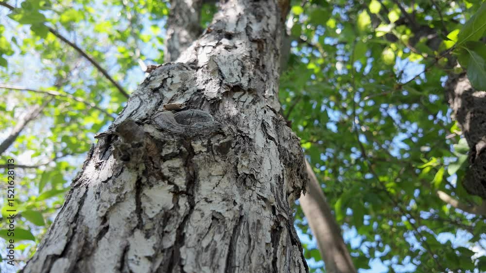 A captivating low-angle shot of a tree trunk, surrounded by vibrant green leaves against a blue sky. A captivating low-angle shot of a tree trunk, surrounded by vibrant green leaves against a blue sky.
