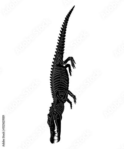 Black and white illustration of a crocodile skeleton hanging upside down