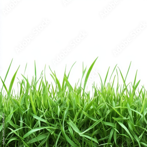 Green grass blades isolated on white background