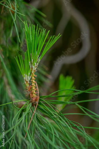 Close-up of a conifer branch featuring vibrant young green shoots, symbolizing spring growth. Captured in natural daylight with fine needle texture.