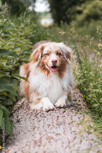 Hund liegend auf Baumstamm.