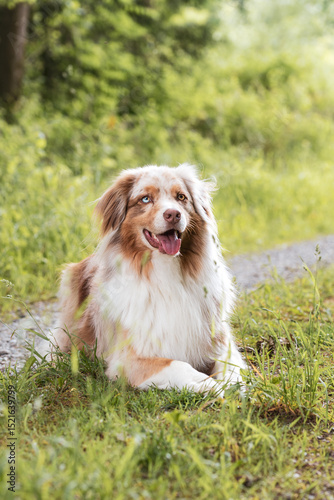 Hund liegend am Wegesrand.