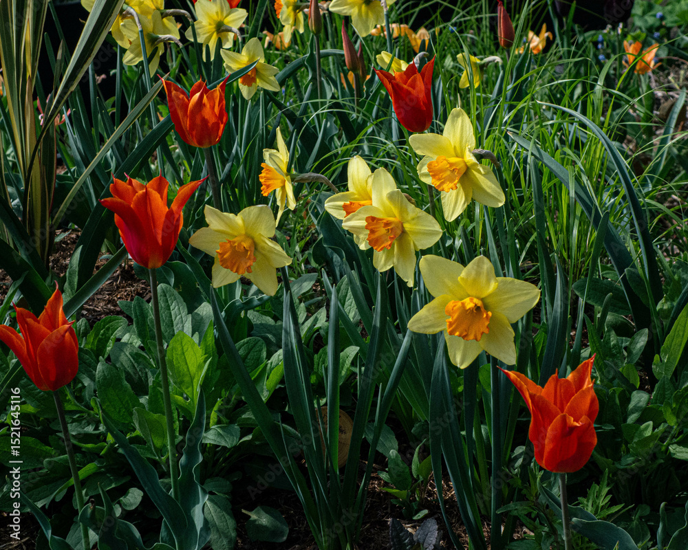 daffodils in spring