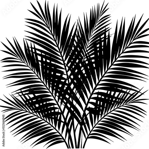 palm tree silhouette