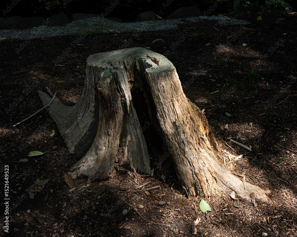 Obraz premium old stump in the forest