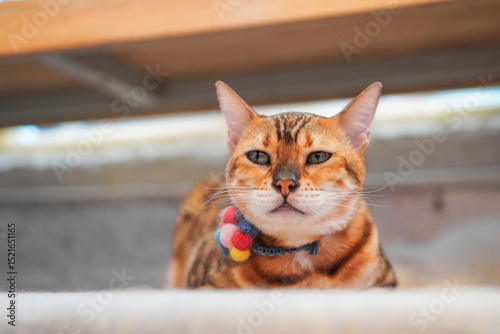Adorable Cat with Colorful Collar Relaxing photo
