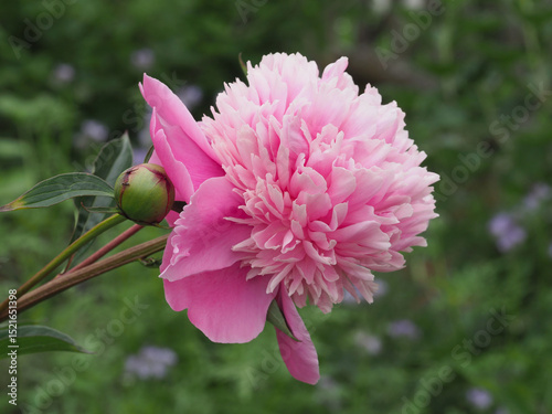 Fototapeta Naklejka Na Ścianę i Meble -  Rosa Pfingstrose mit Knospe