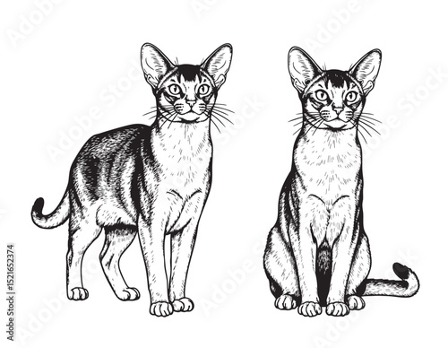 Black and white vector illustration of two Abyssinian cats in sitting and standing poses. Detailed fur texture, perfect for prints, logos, or design work. Pet, Animal.