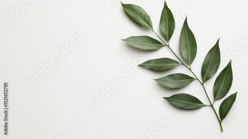 Elegant leaf arrangement minimalist white nature clean environment close-up view organic aesthetic