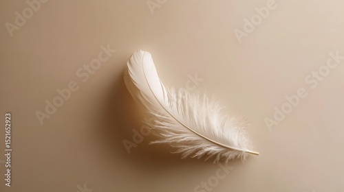 Elegant white feather soft beige minimalist tranquil atmosphere close-up view