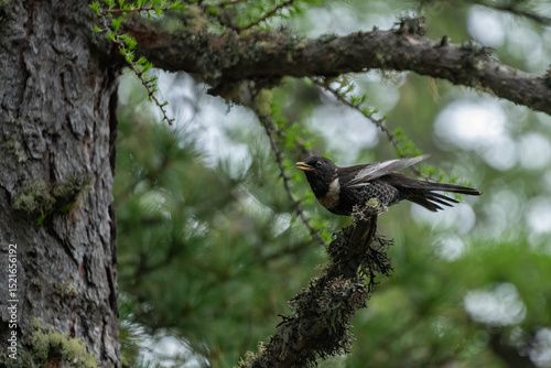 Ring ouzel (Turdus torquatus) with spread wings perched on a mossy branch in the thick forest. European Alps. Rare.