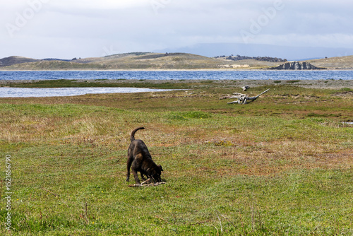 A black dog on a green lawn picking up a twig in its mouth