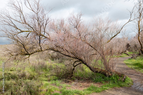tamarix canariensis el taray