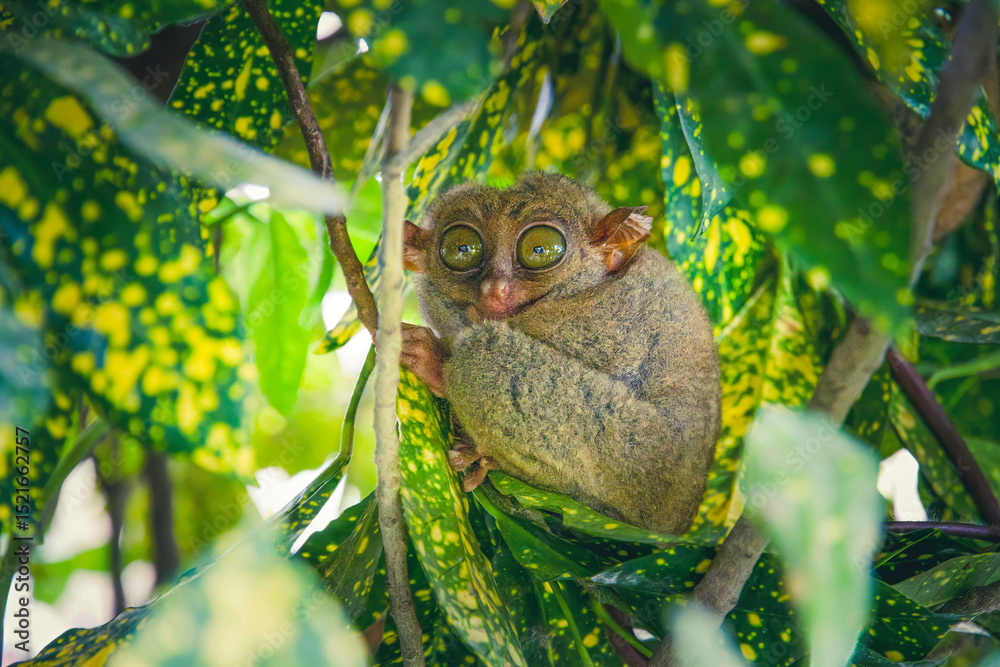 Fototapeta premium Le tarsier des Philippines, un minuscule primate