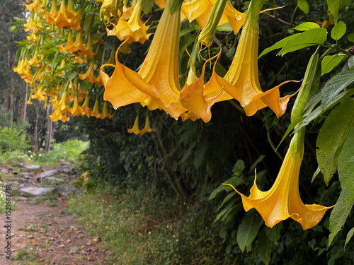 orange, yellow, genus Brugmansia and Datura (commonly known as angel's trumpet and jimsonweed, respectively) in flower in portugal on the camino de Santiago, the road to santiago, christian pilgrimage