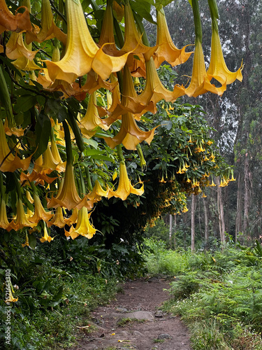 orange, yellow, genus Brugmansia and Datura (commonly known as angel's trumpet and jimsonweed, respectively) in flower in portugal on the camino de Santiago, the road to santiago, christian pilgrimage
