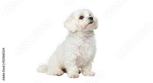 A small white maltese dog sitting and looking up on a transparent  background image