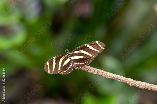 Zebra Longwing Butterfly (Heliconius charithonia) Perched on Twig photo