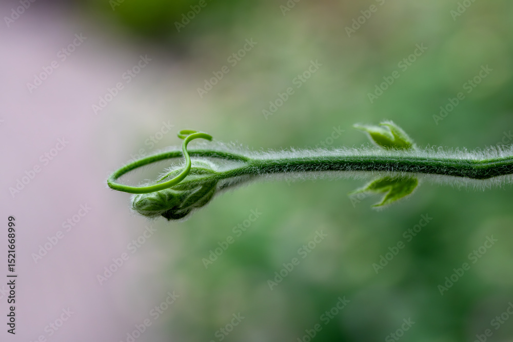 Young Curled Vine Tip with Fine Hairs in Macro View
Young Curled Vine Tip with Fine Hairs in Macro View