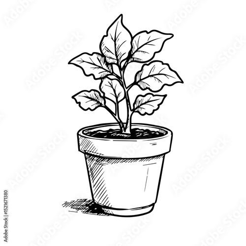 Simple potted plant sketch, showing leaves and stem, growing in clay pot. Detailed drawing of houseplant in terracotta container, perfect for gardening blogs or home decor websites.